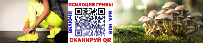 Псилоцибиновые грибы Cubensis  как найти наркотики  Михайловск 